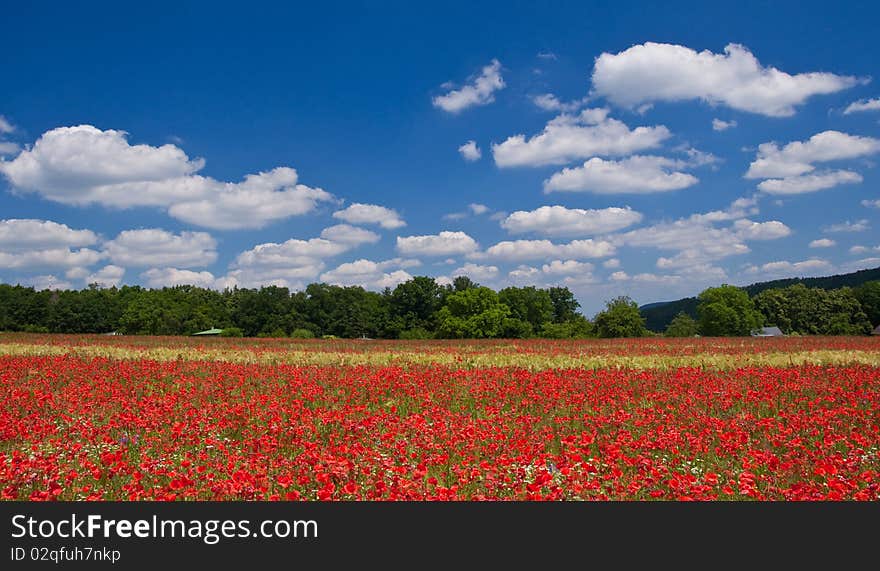 Red Poppy