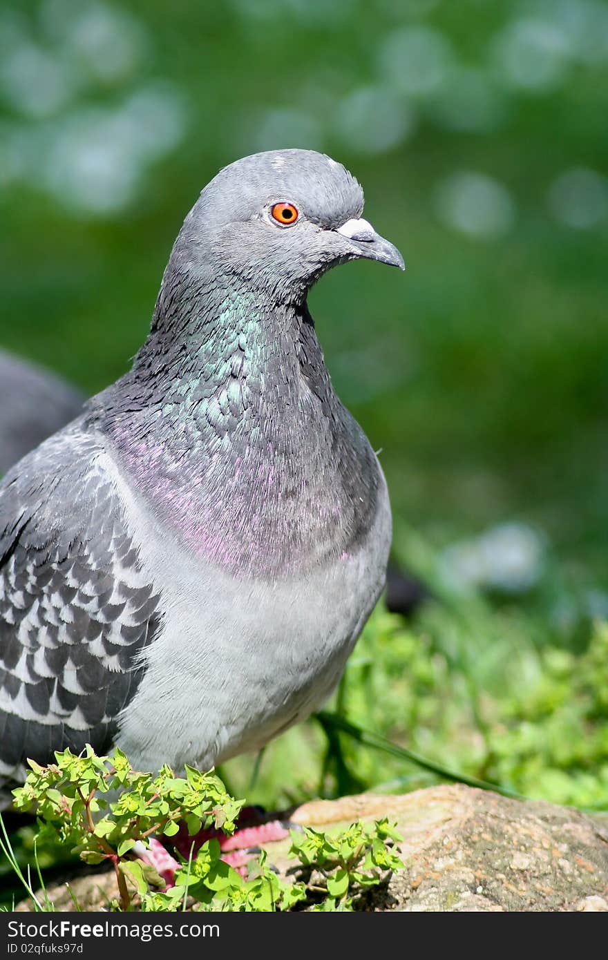 Rock pigeon posing on pavement