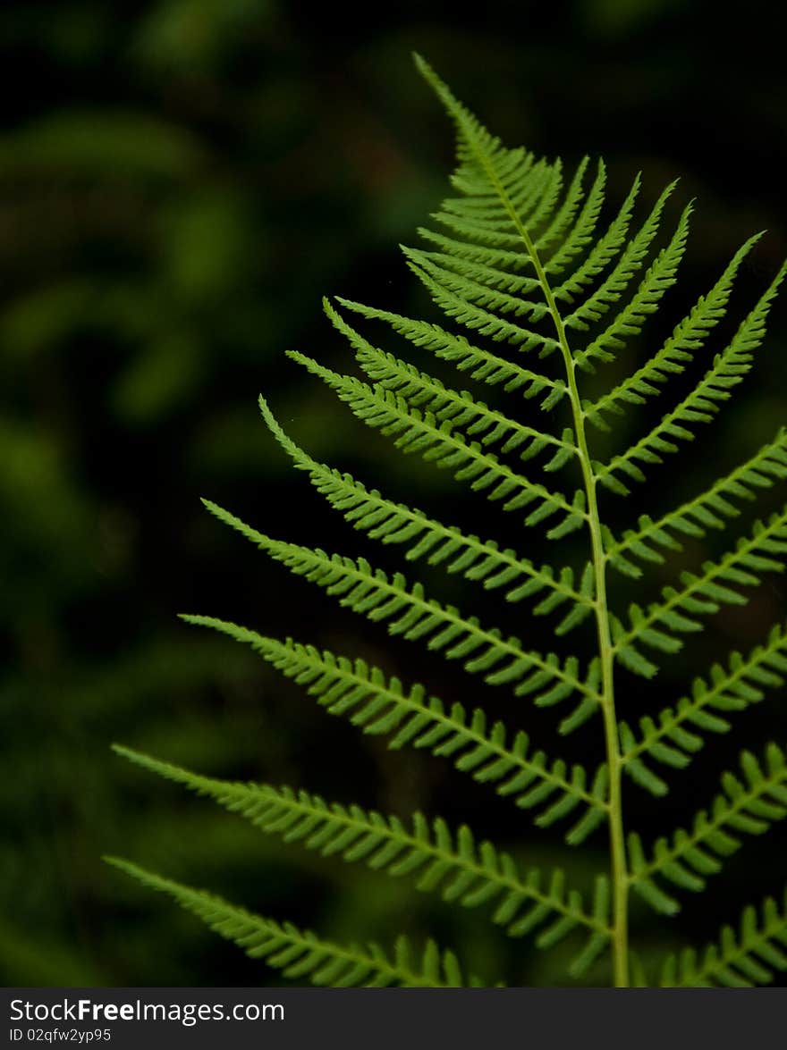 Leaf of a fern on a dark background close up. Leaf of a fern on a dark background close up