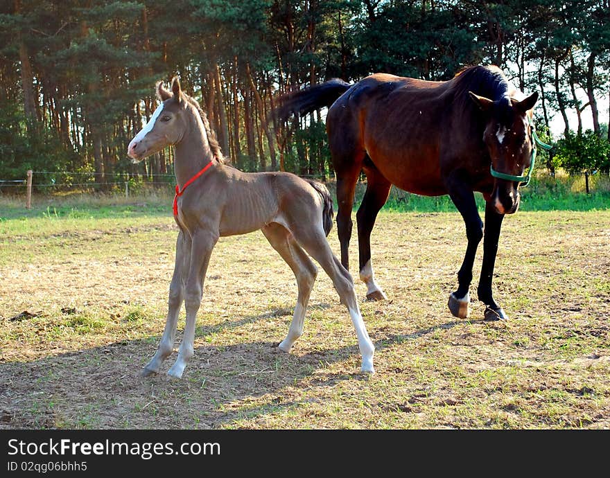 Bay mare standing next to her little foal. Bay mare standing next to her little foal.