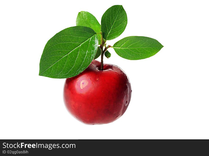 Plum with leaves