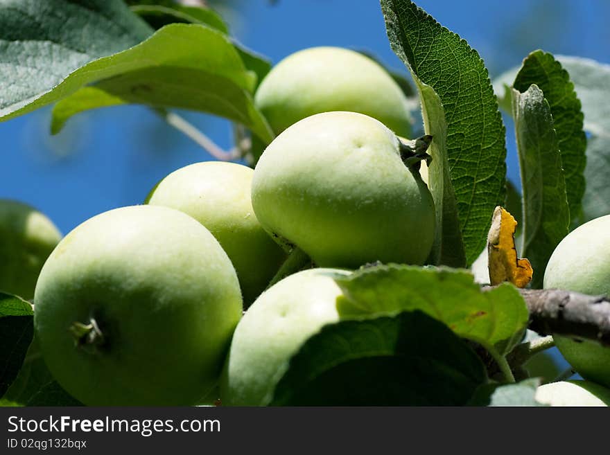 Close-up of green apples on a branch