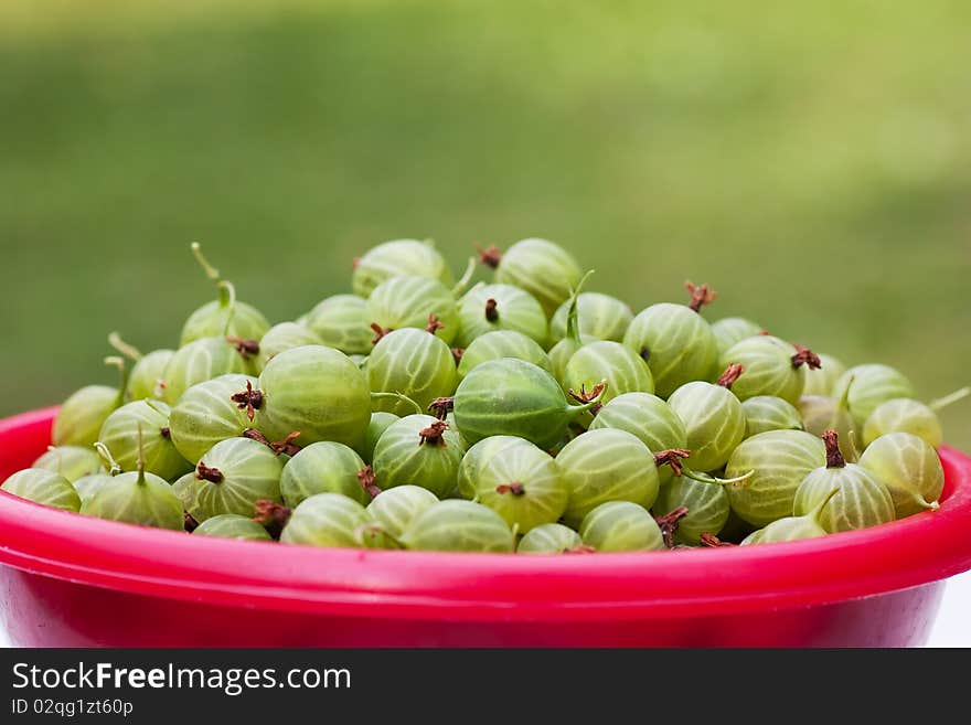 Red cup full of gooseberries.