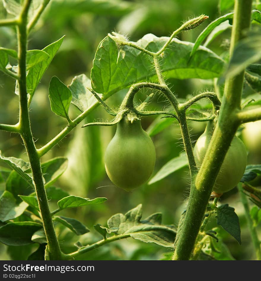 A green tomatoes in a garden