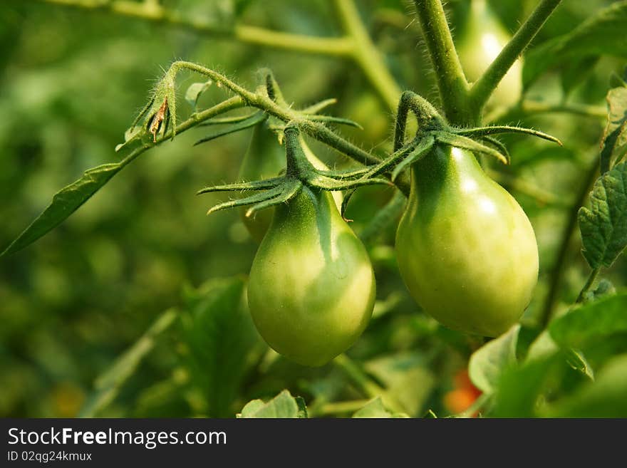 A green tomatos in a garden