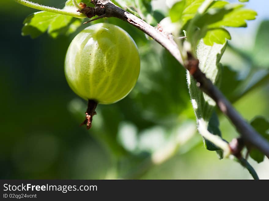 Gooseberry on the branch ripening in the summer sun