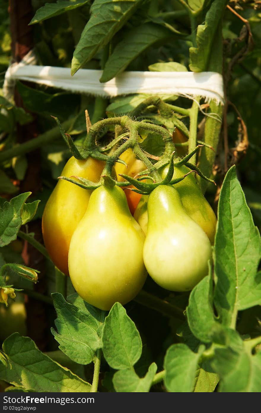 A green tomatos in a garden