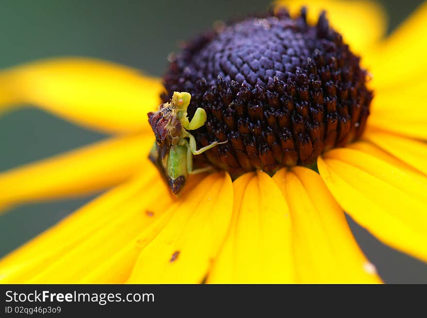 Ambush Bug Phymatinae on Black-eyed Susan