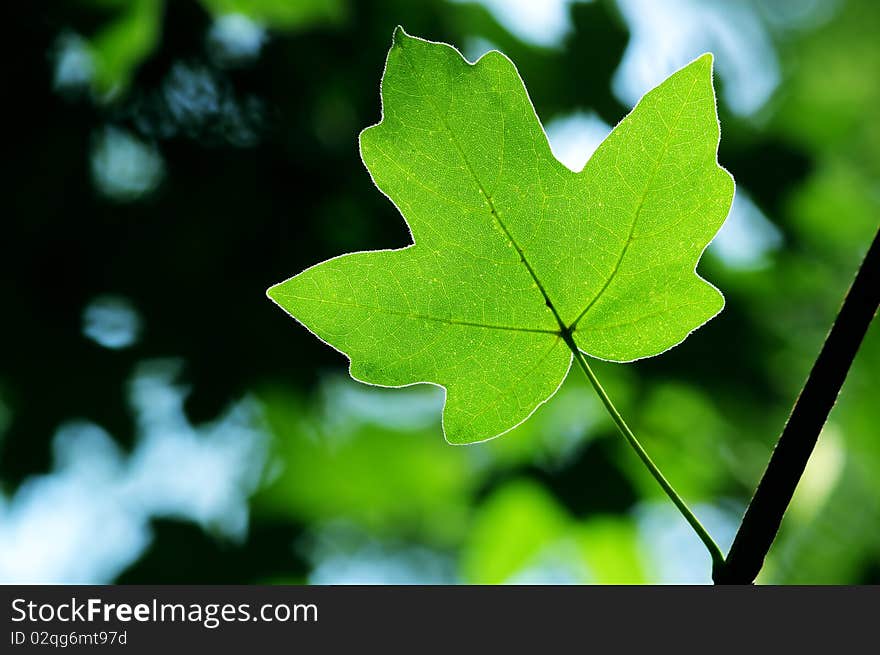 Green maple leaves in city park in the spring afternoon