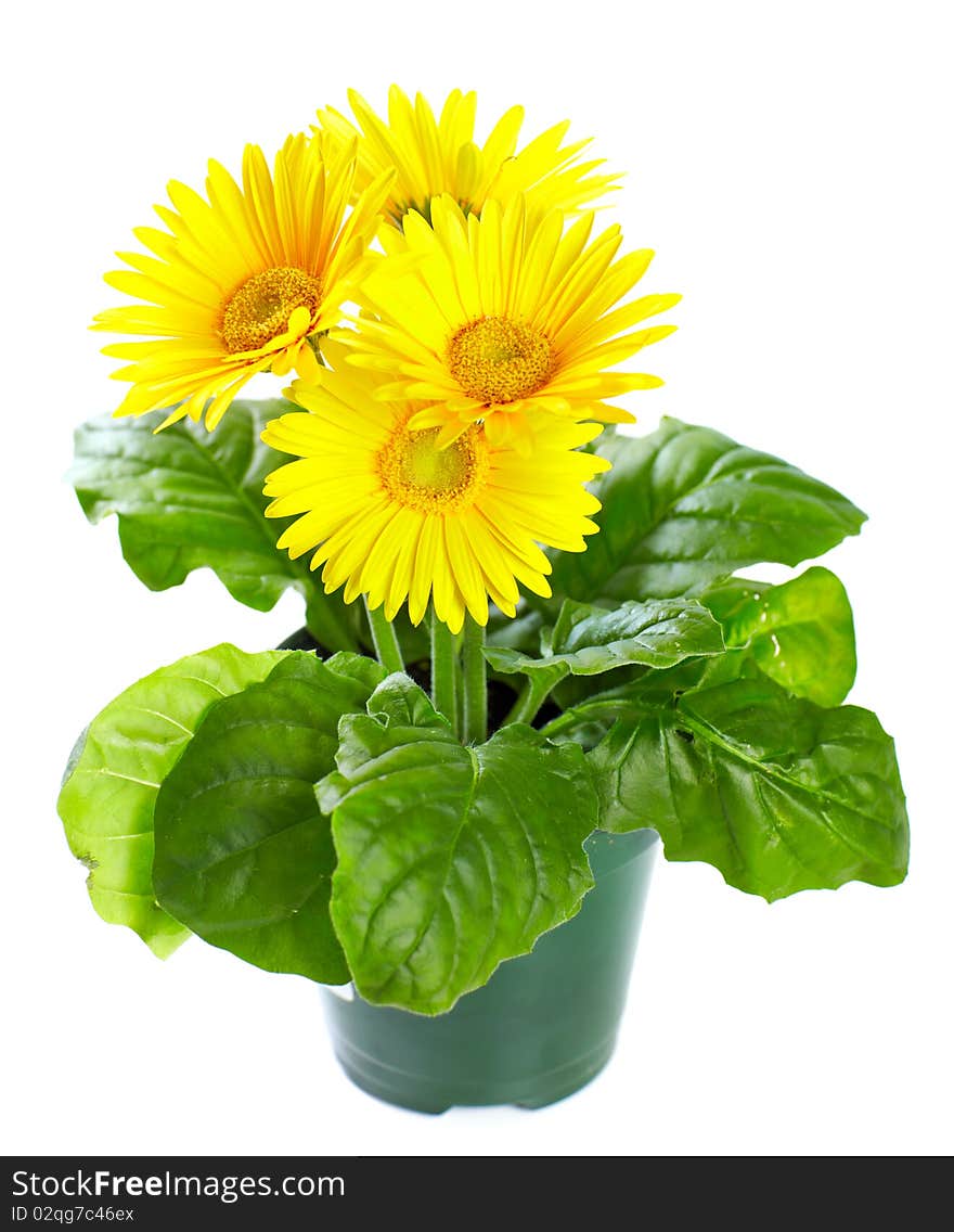 Yellow flowers for gardening. Isolated over white background