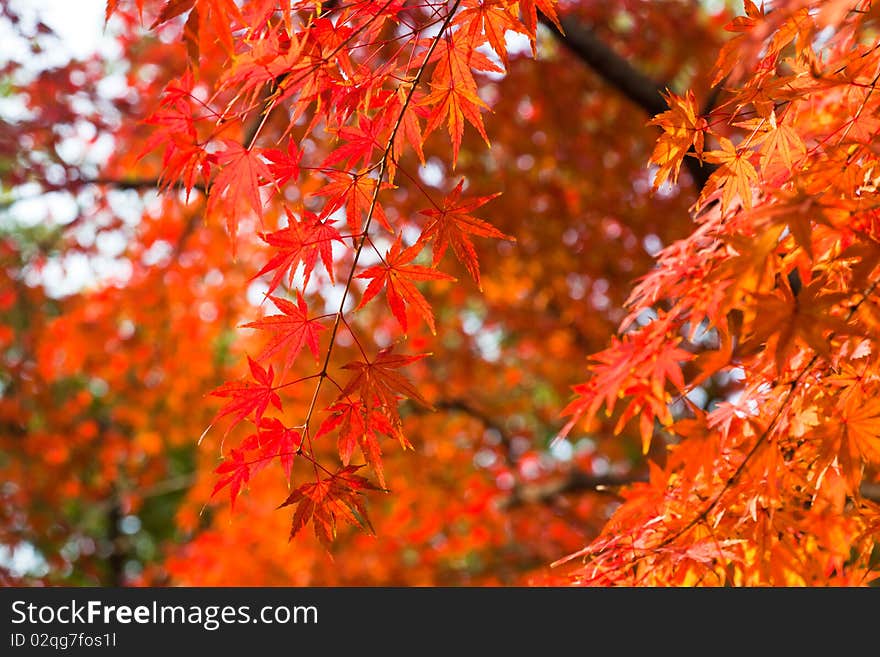 The red maple leaves in the sunshine of a forest. The red maple leaves in the sunshine of a forest.