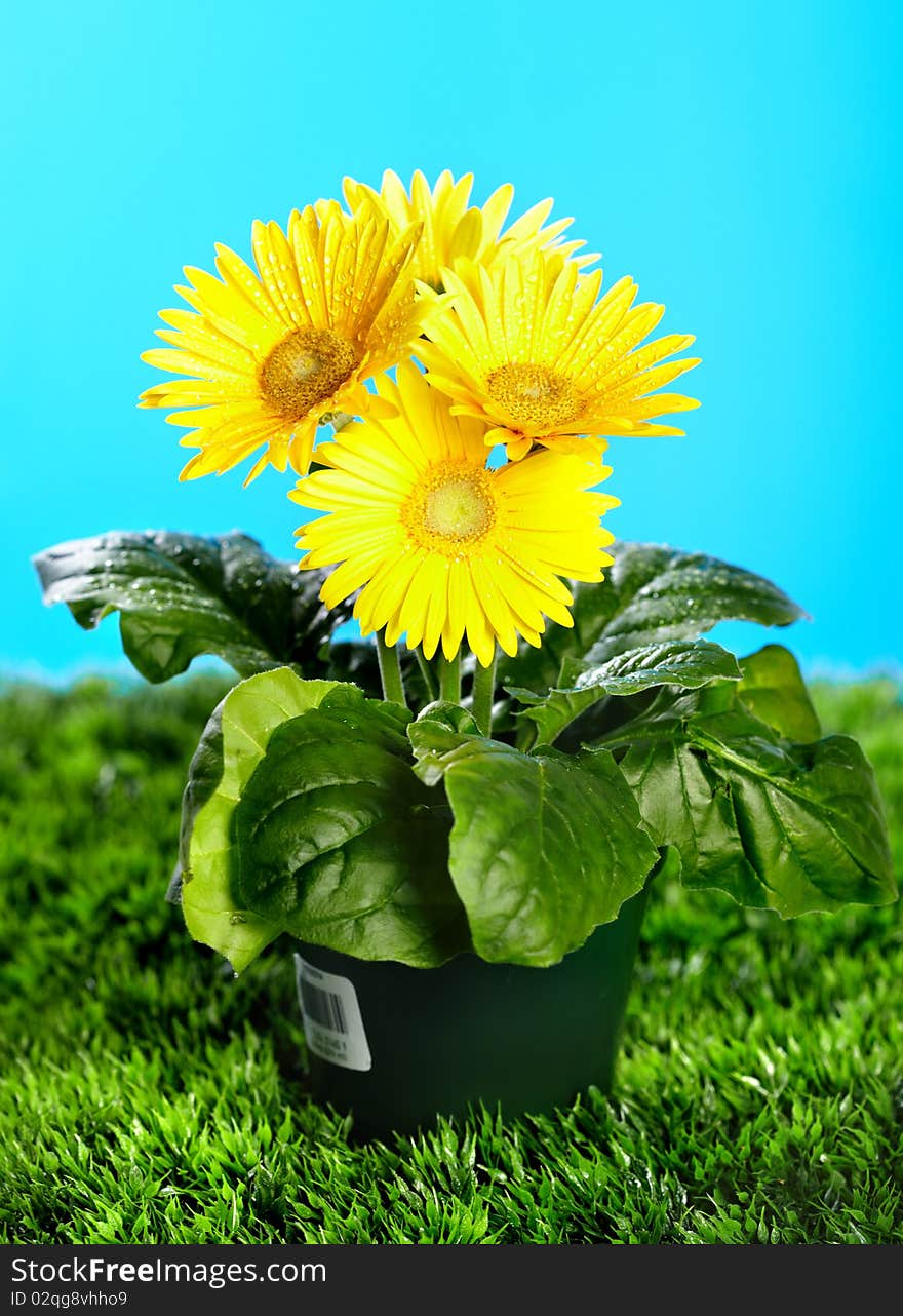 Yellow flowers for gardening. Over blue background