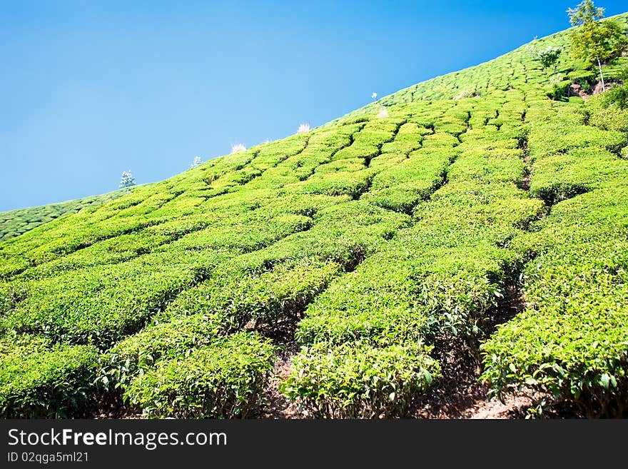 Tea Plantation In The Cardamam Mountains. Munnar