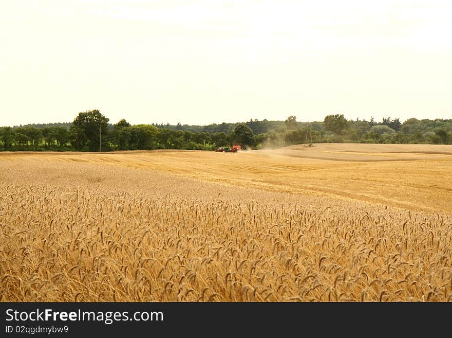 Field Of Rye