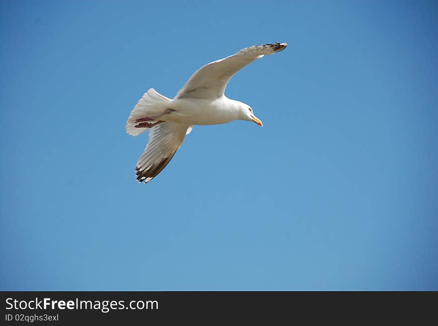 A seagull flying over the sea. A seagull flying over the sea.