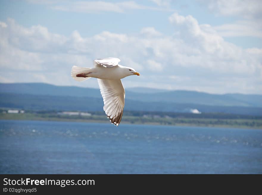 A seagull flying freely over the sea. A seagull flying freely over the sea.