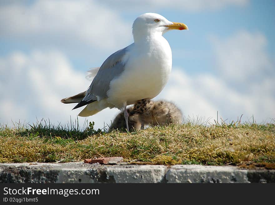 A seagull standing on the wall with her two babies. A seagull standing on the wall with her two babies.