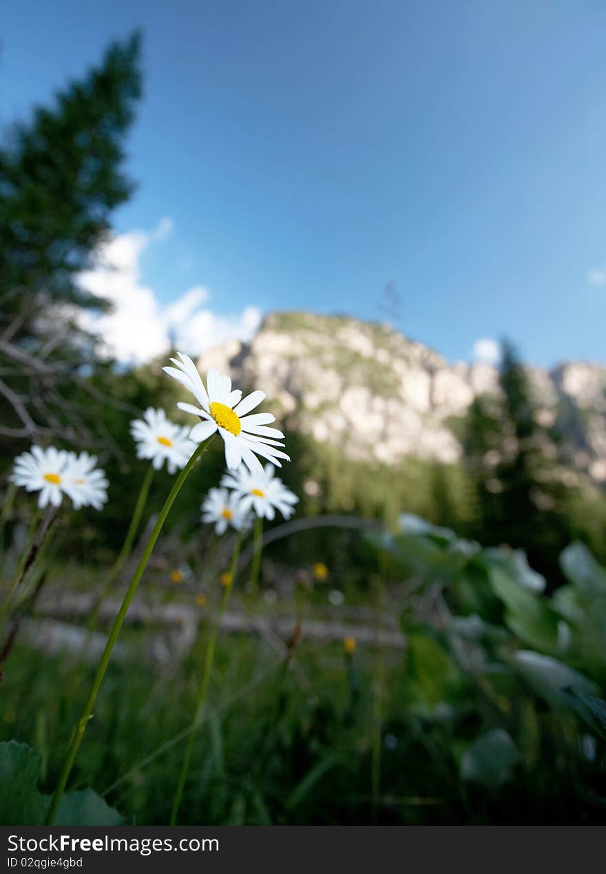 Lovely summer alpine scenery