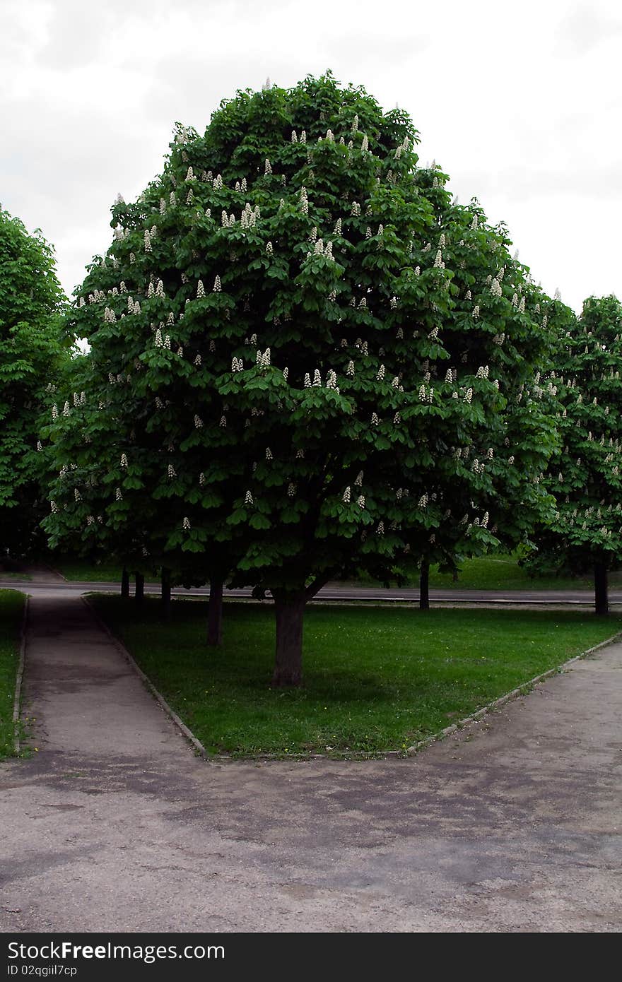 Blossoming chestnut growing in a city (near park and paths for walk). Blossoming chestnut growing in a city (near park and paths for walk)