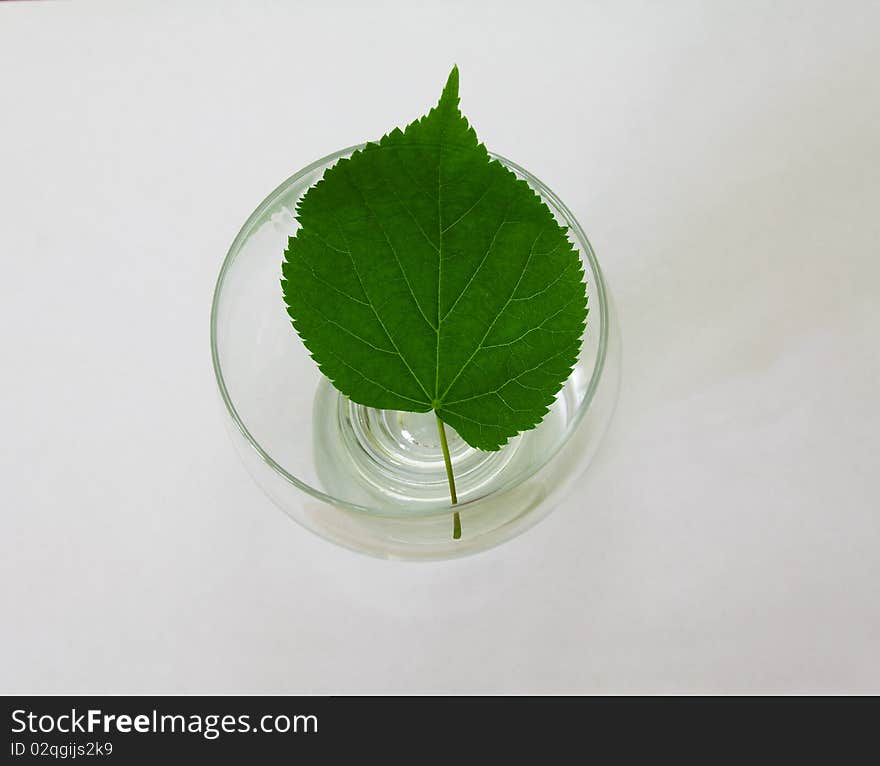 Green sheet of a tree on a glass glass. Green sheet of a tree on a glass glass