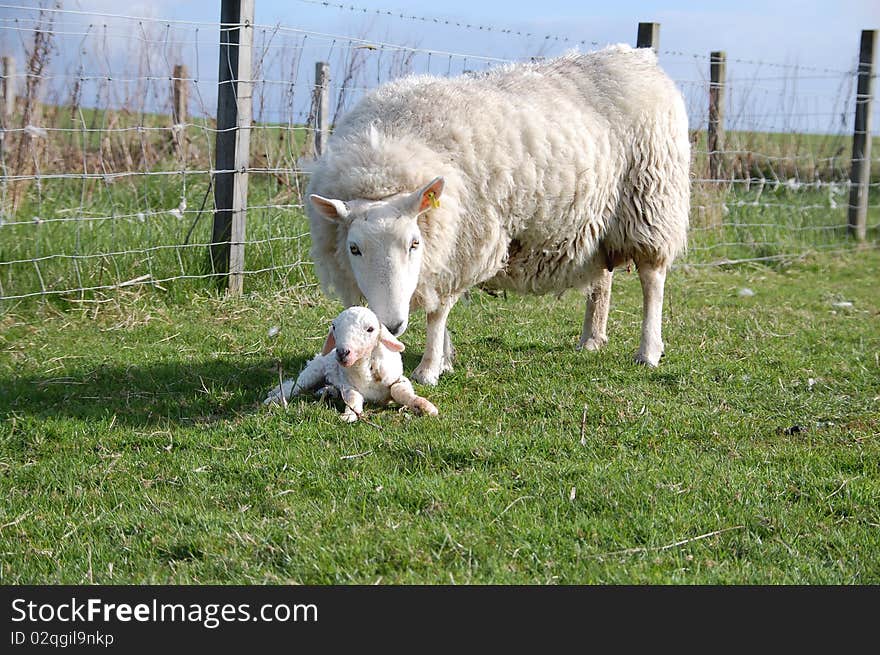A sheep and her new born lamb just 5 minutes ago. A sheep and her new born lamb just 5 minutes ago.