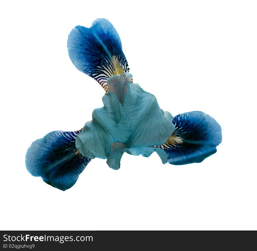 Flower of dark blue colour on a white background. Flower of dark blue colour on a white background