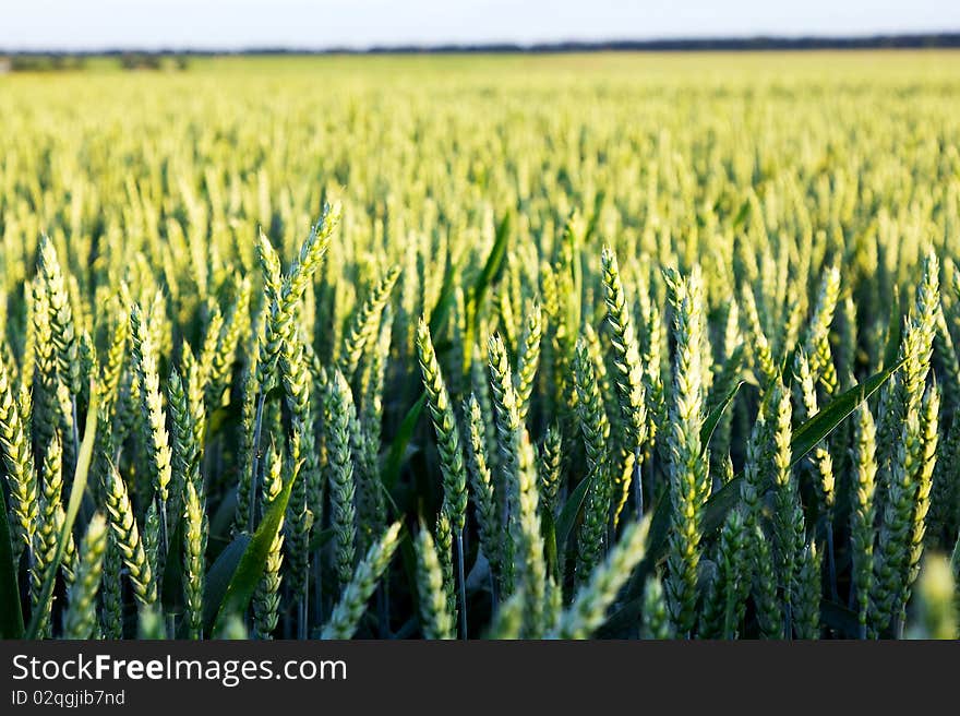 Rye ears growing on an agricultural field. Rye ears growing on an agricultural field