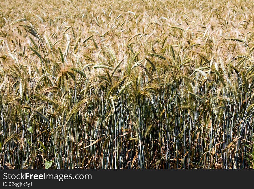 The ripened ears of a cereal agricultural plant. The ripened ears of a cereal agricultural plant