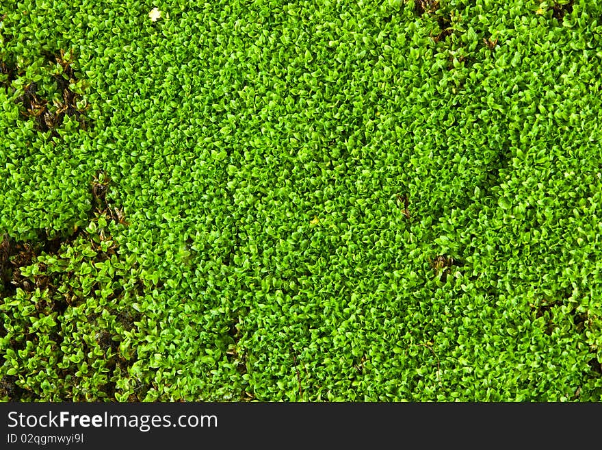 Green Lichen Close Up