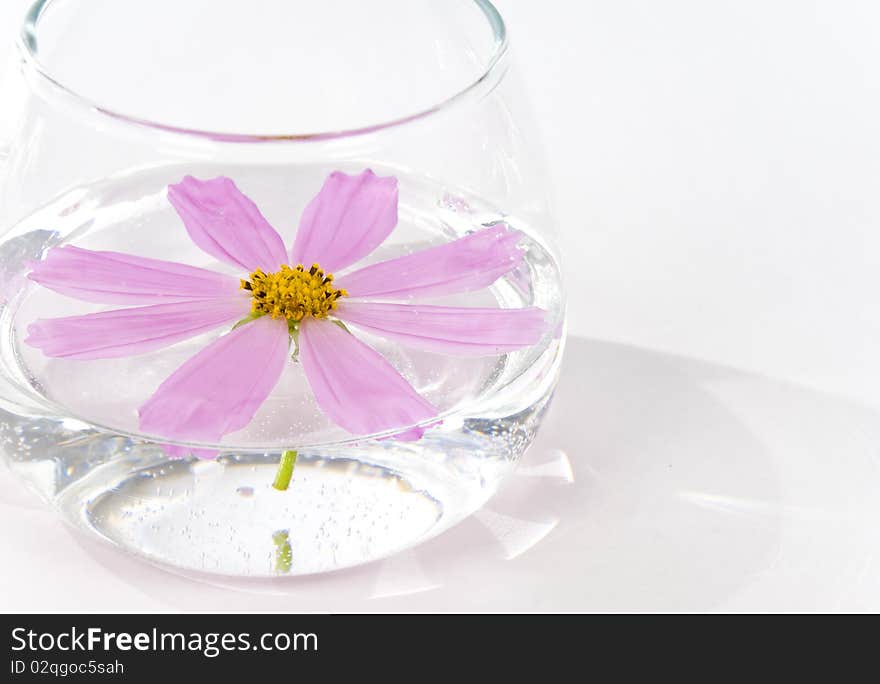 Beautiful pink flower in water