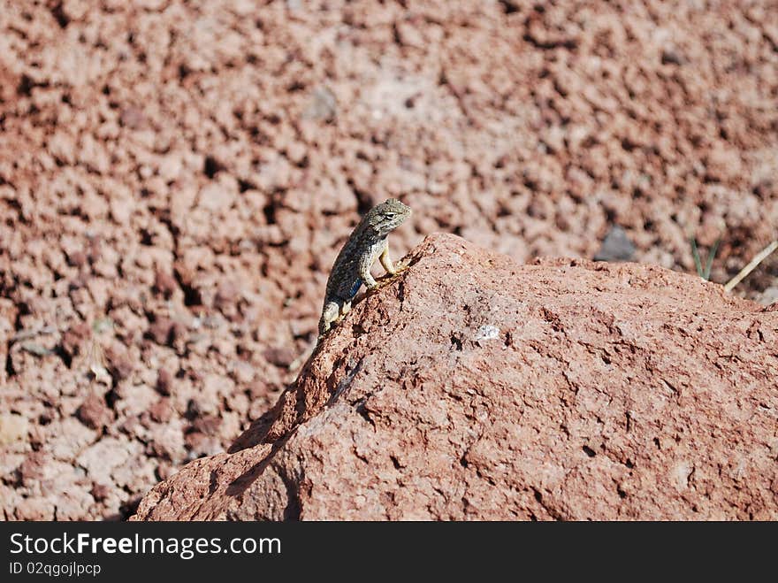 Lizard in the Desert