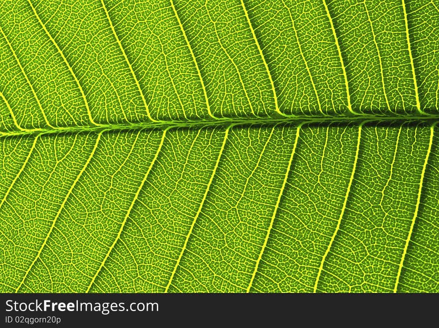 Green leaf details from a Leelavadee tree