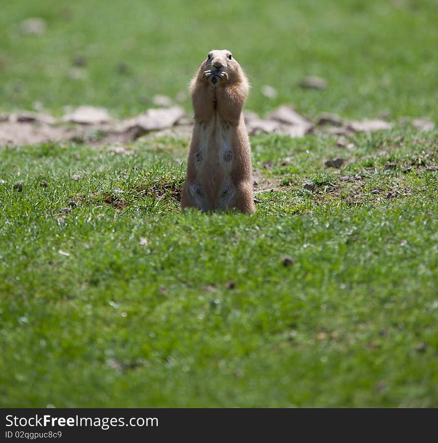 Black tailed prairie dog