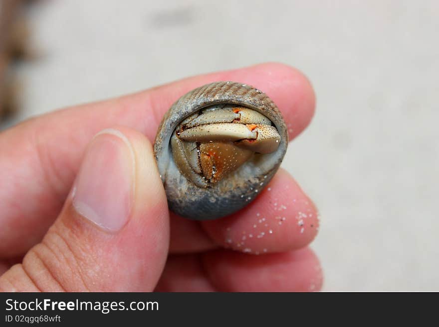 Close up of a small hermit crab picked-up on the beach.