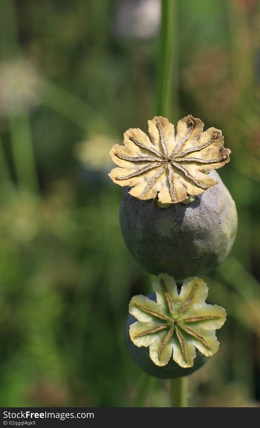 Buds of the Poppy growing in a floor for manufacture of drugs