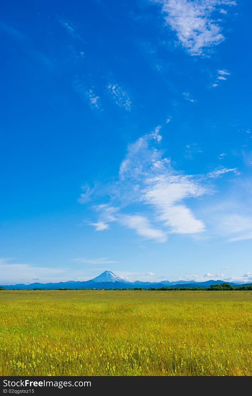 Yellow-green meadow