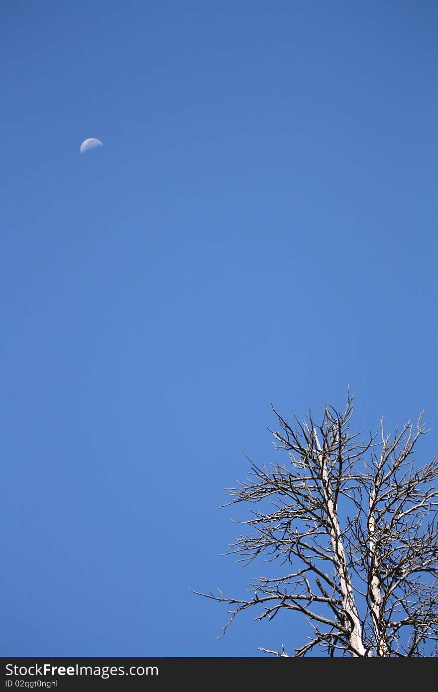 A dead tree and the moon in the forest east of Camp Nelson, Ca