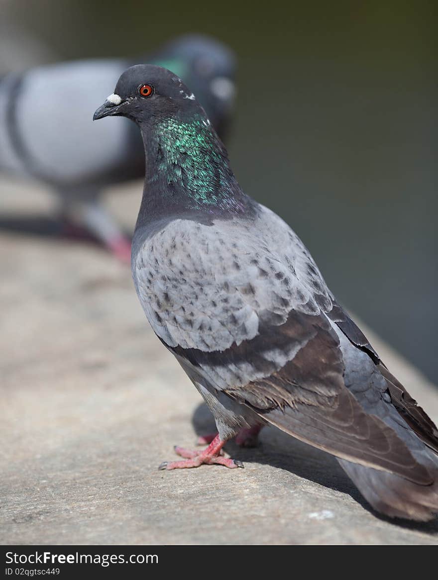 Curious pigeon close up portrait