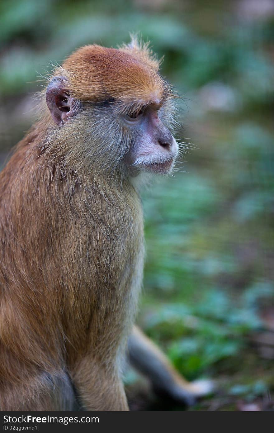 Cute and lonely sitting macaque. Cute and lonely sitting macaque