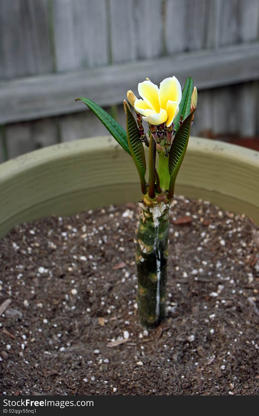 Plumeria flower cutting potted at six weeks