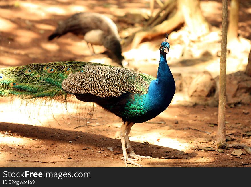 A wonderful brazilian peacock with blue plumage.