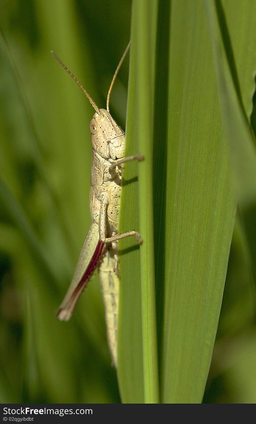 Grasshopper filmed in their natural habitat