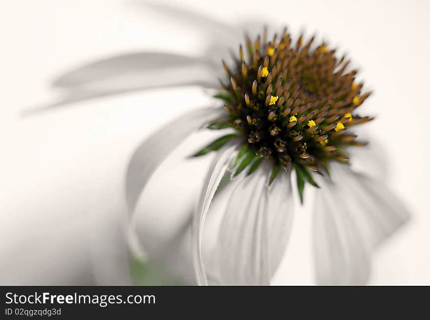 Sepia image of a coneflower with a macro lens and colouring. Sepia image of a coneflower with a macro lens and colouring