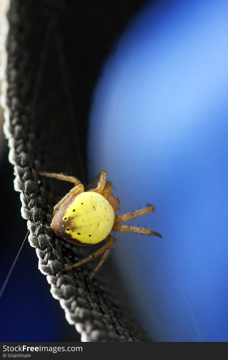 Macro image of a bright yellow Orb Weaver spider busy weaving a web of silk on a piece of synthetic webbing. Macro image of a bright yellow Orb Weaver spider busy weaving a web of silk on a piece of synthetic webbing.