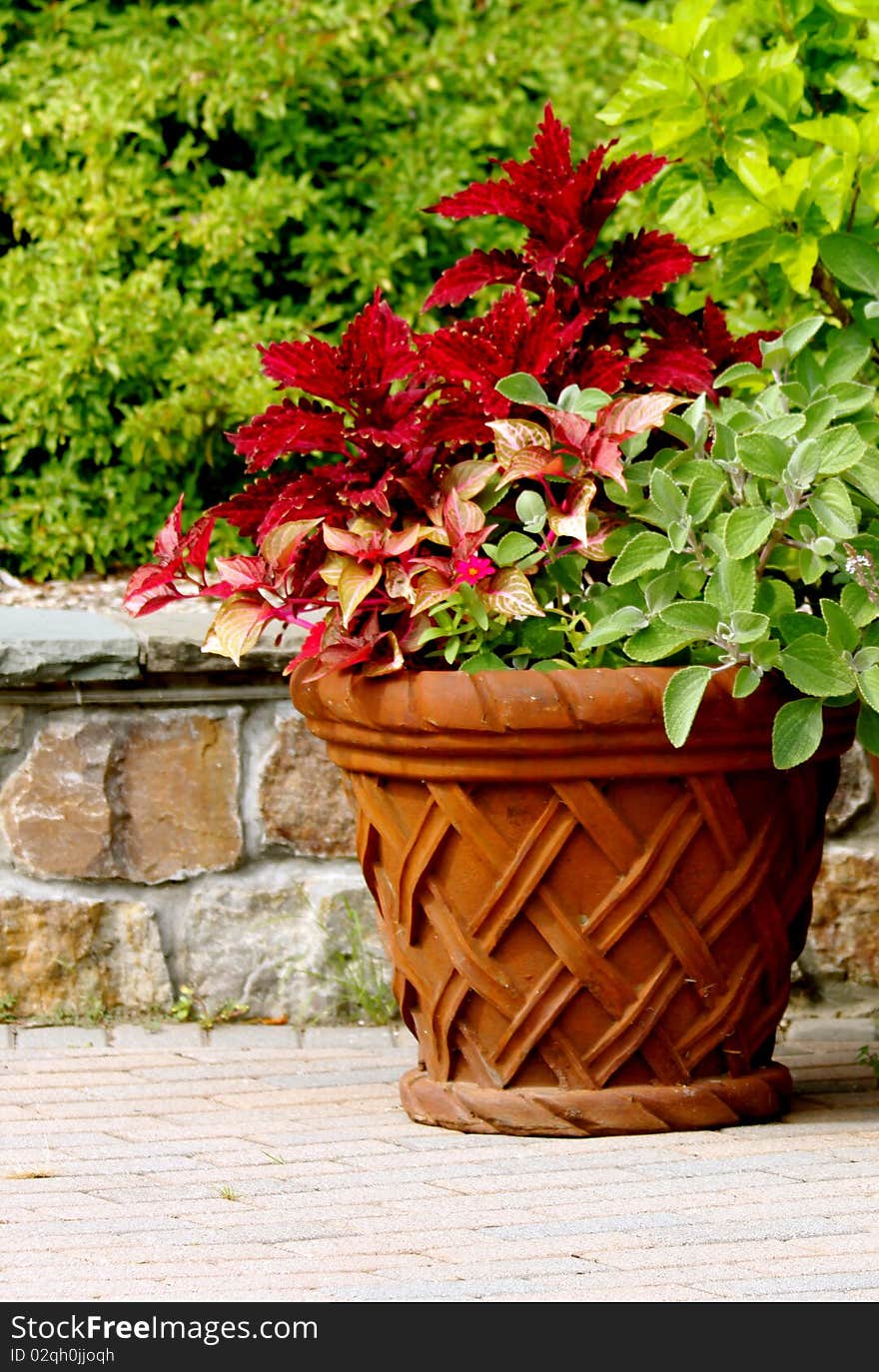 A basket of colorful foliage. A basket of colorful foliage