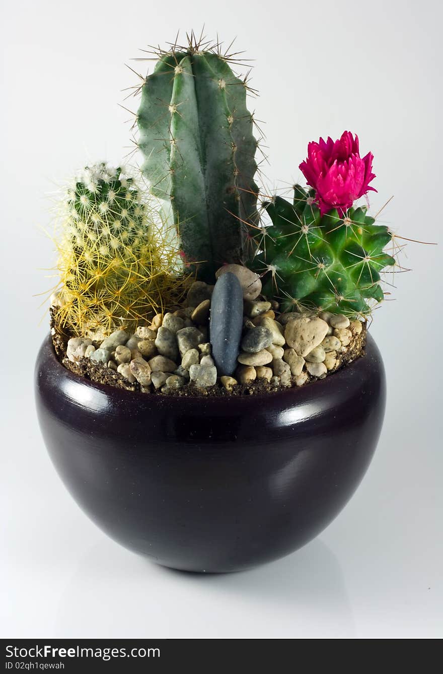 Closeup of a isolated decorative cactus