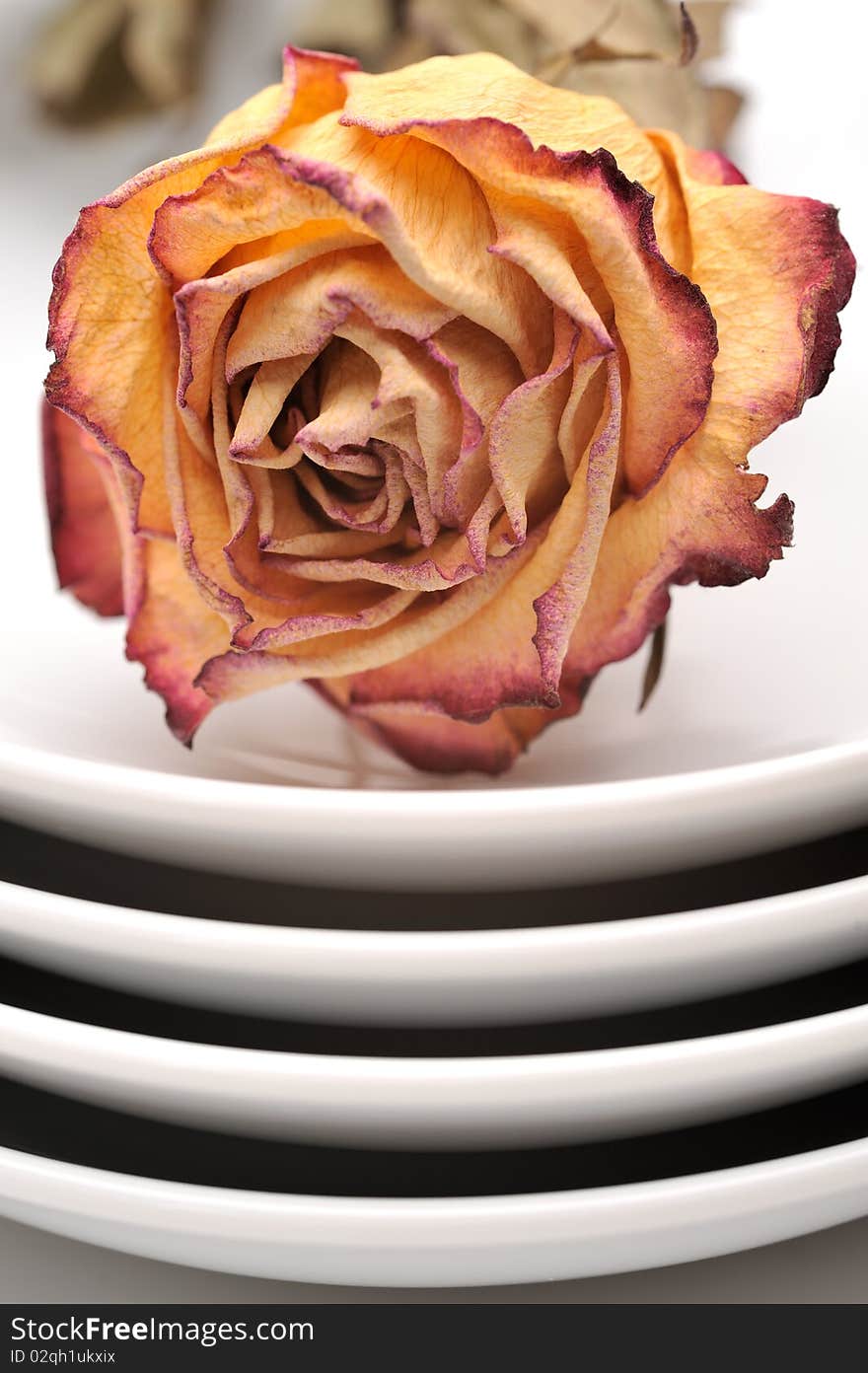 Single dry rose on a plate