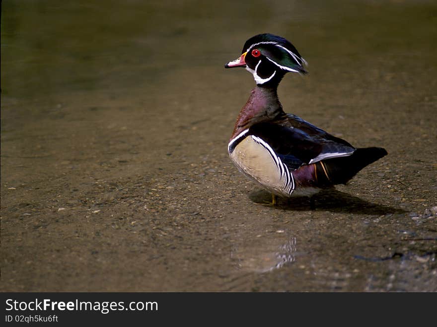 Male Wood Duck, with hood out, Toronto, Ontario, Canada. Male Wood Duck, with hood out, Toronto, Ontario, Canada