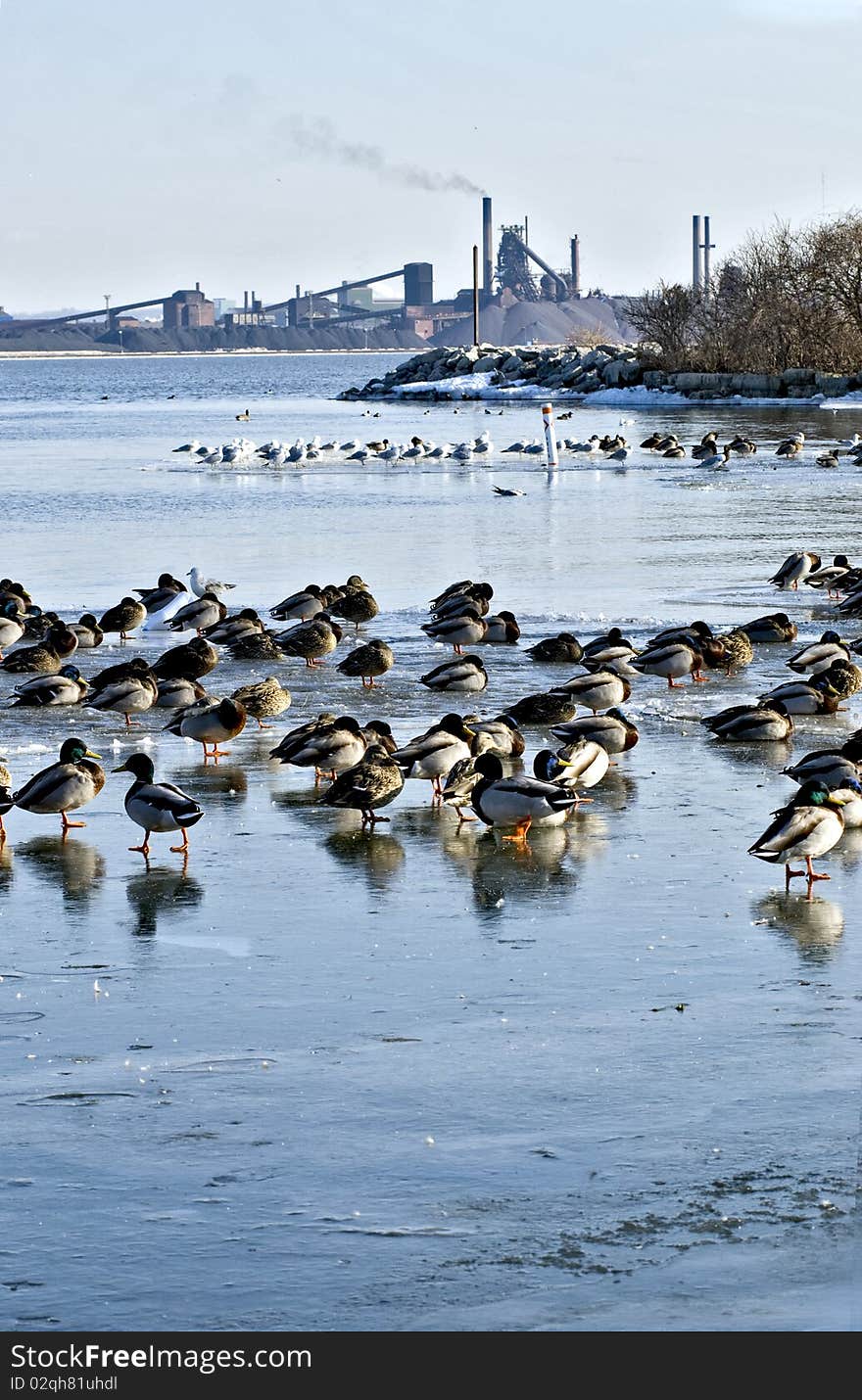 Waterbirds resting on frozen lake, Ontario against industrial backdrop. Waterbirds resting on frozen lake, Ontario against industrial backdrop