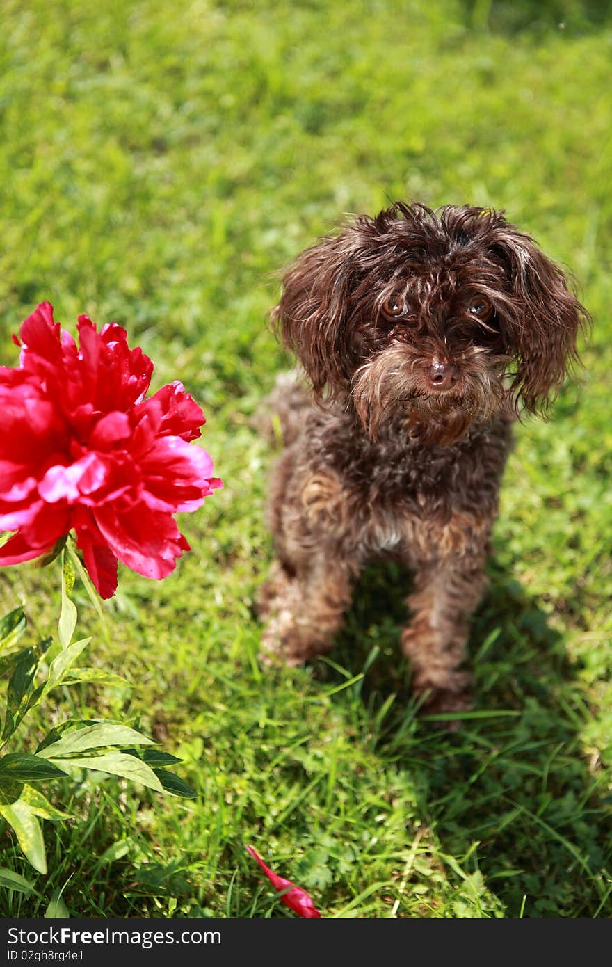 Funny brown dog and red flower